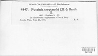 Puccinia cryptandri image